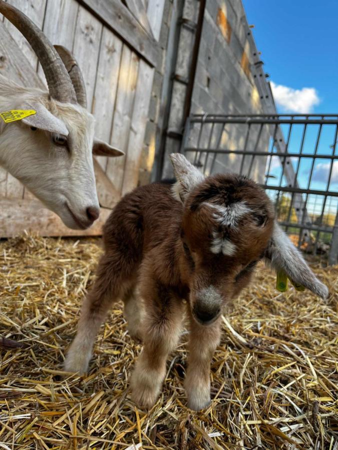 Gite La Truffiere Gras Luaran gambar