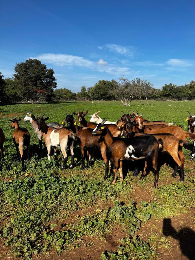 Gite La Truffiere Gras Luaran gambar