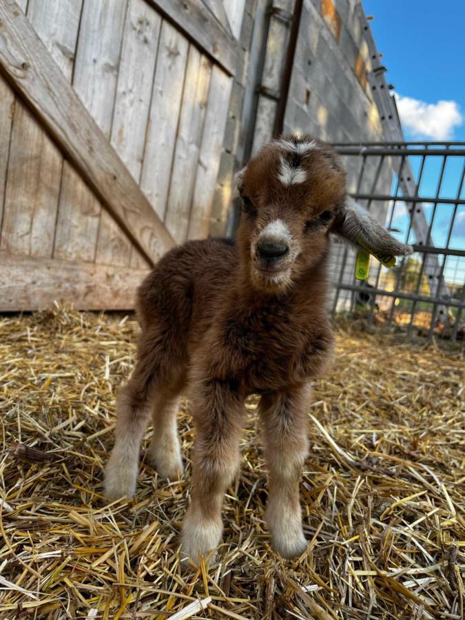 Gite La Truffiere Gras Luaran gambar